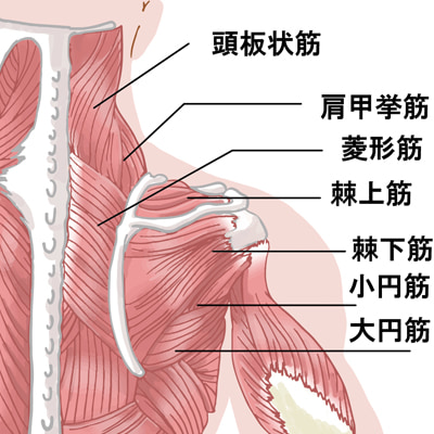 筋肉の図